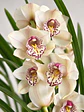 Orquídea Cymbidium Branco Champanhe – 3 a 4 Hastes - Miniatura 2