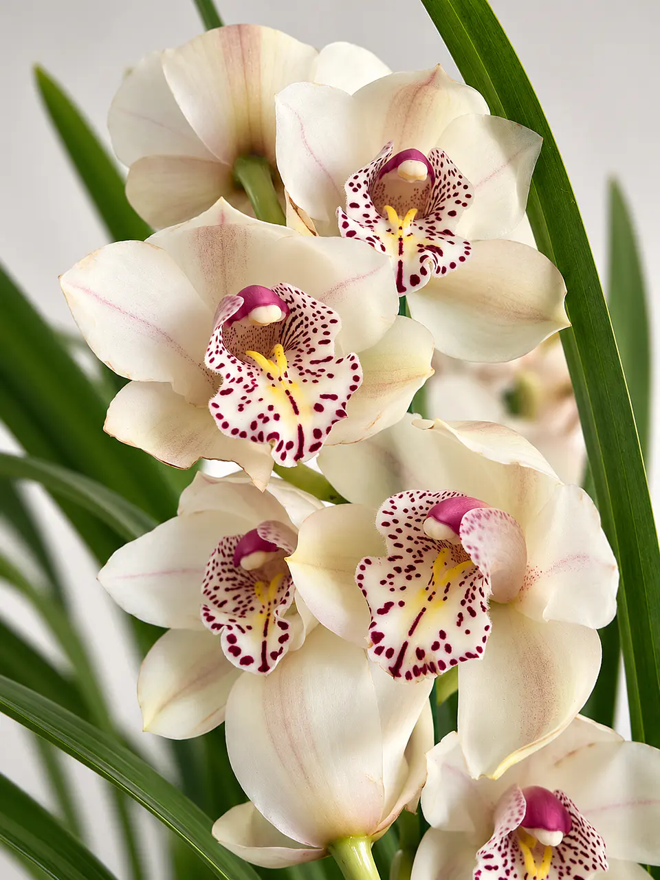 Orquídea Cymbidium Branco Champanhe – 3 a 4 Hastes 2