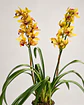 Orquídea Cymbidium Amarela Dourada c/ Centro Bordeaux – 2 Hastes - Thumbnail 3