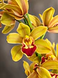 Orquídea Cymbidium Amarela Dourada c/ Centro Bordeaux – 2 Hastes - Thumbnail 1