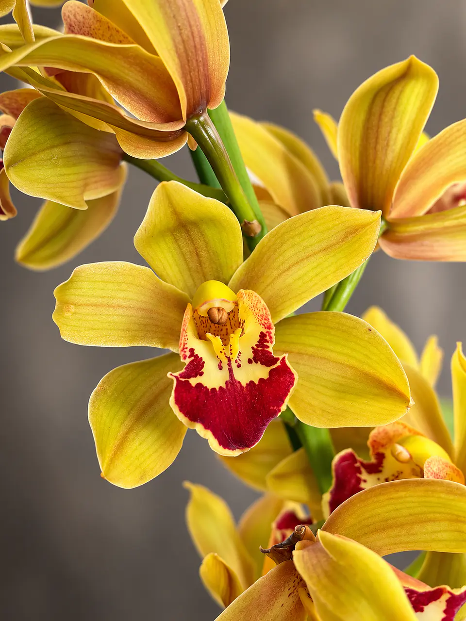 Orquídea Cymbidium Amarela Dourada c/ Centro Bordeaux – 2 Hastes 1
