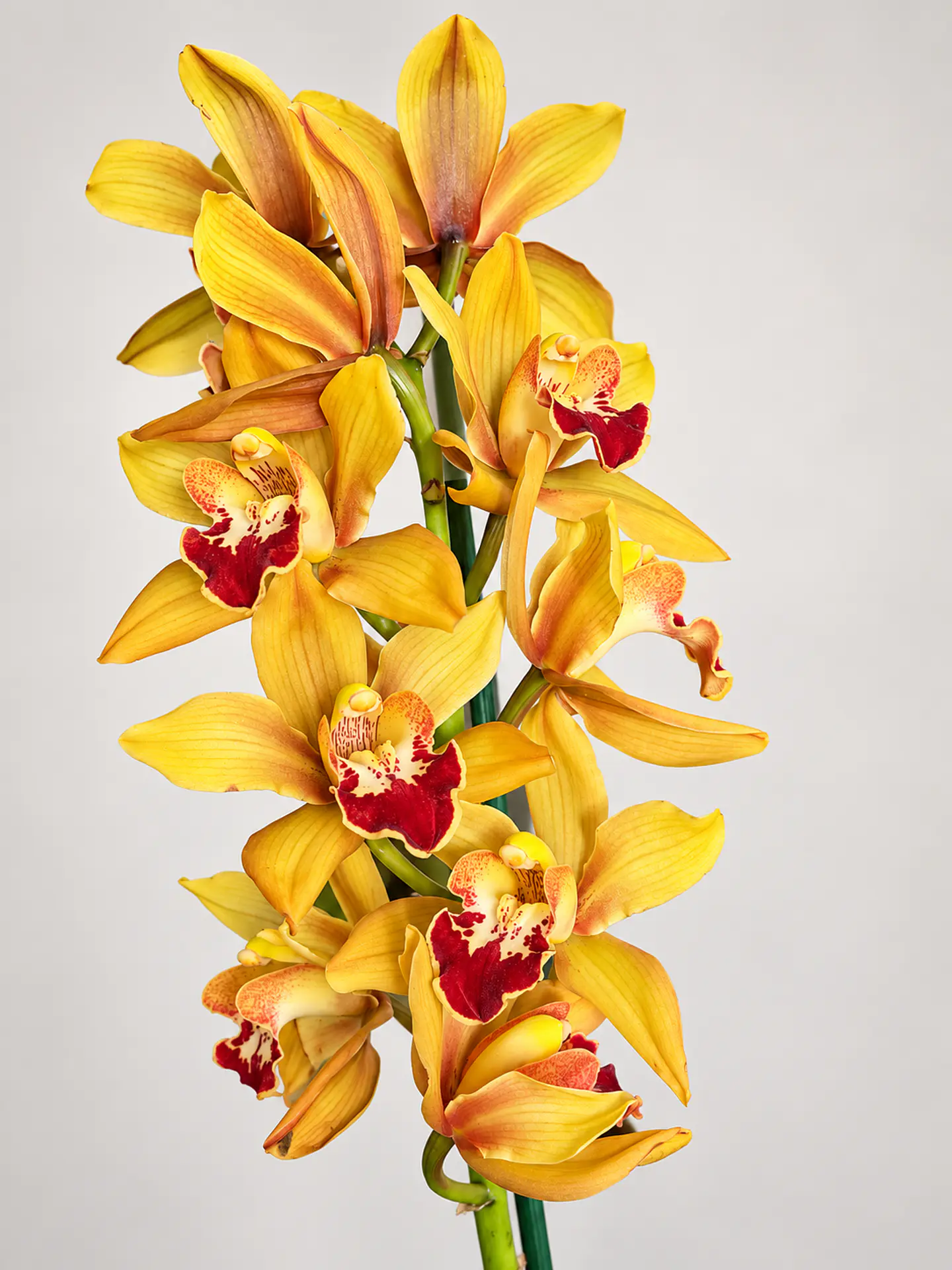 Orquídea Cymbidium Amarela Dourada c/ Centro Bordeaux – 2 Hastes 2