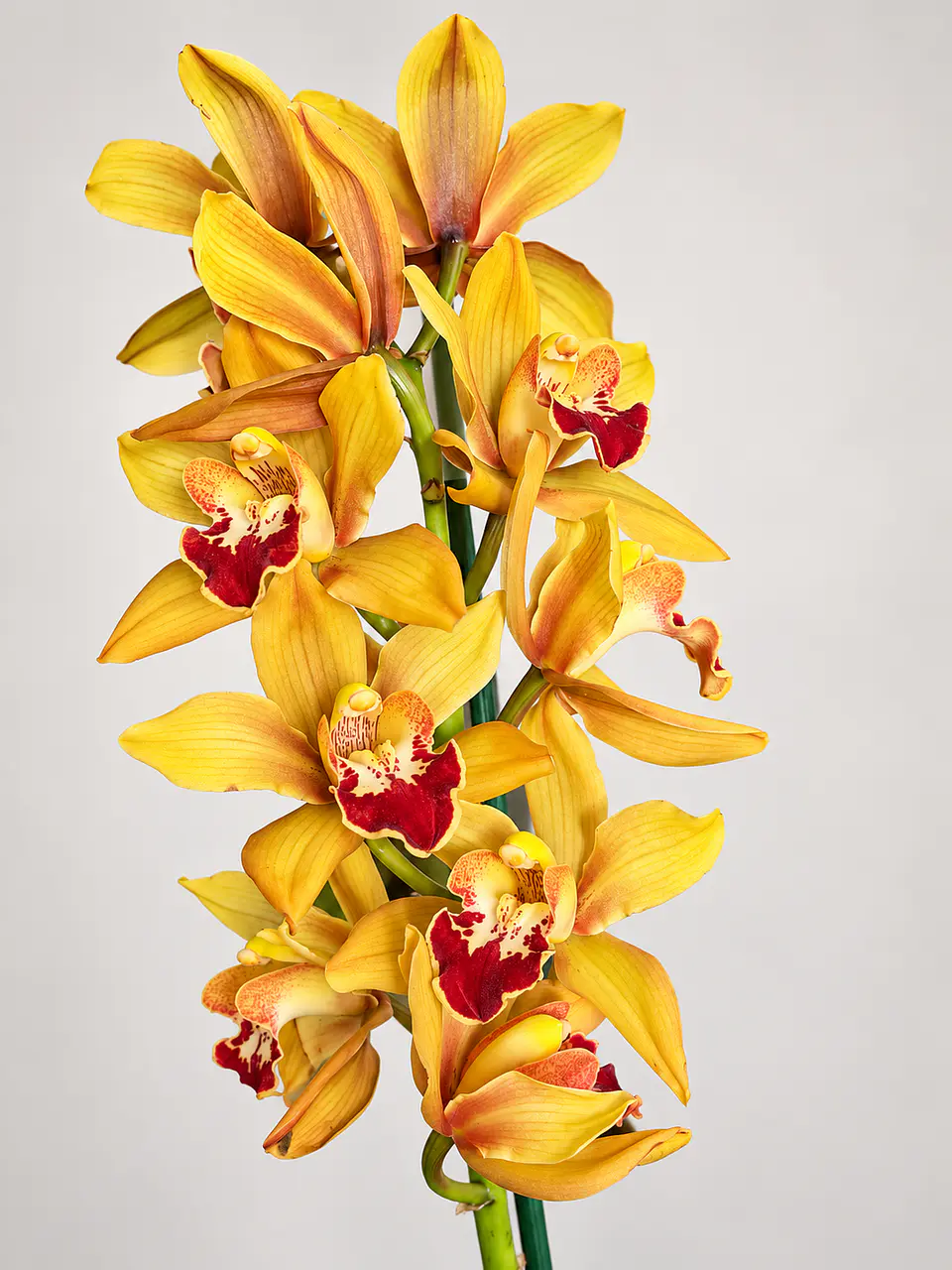 Orquídea Cymbidium Amarela Dourada c/ Centro Bordeaux – 2 Hastes 2