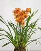 Orquídea Cymbidium Majolica – 2 Hastes - Thumbnail 3