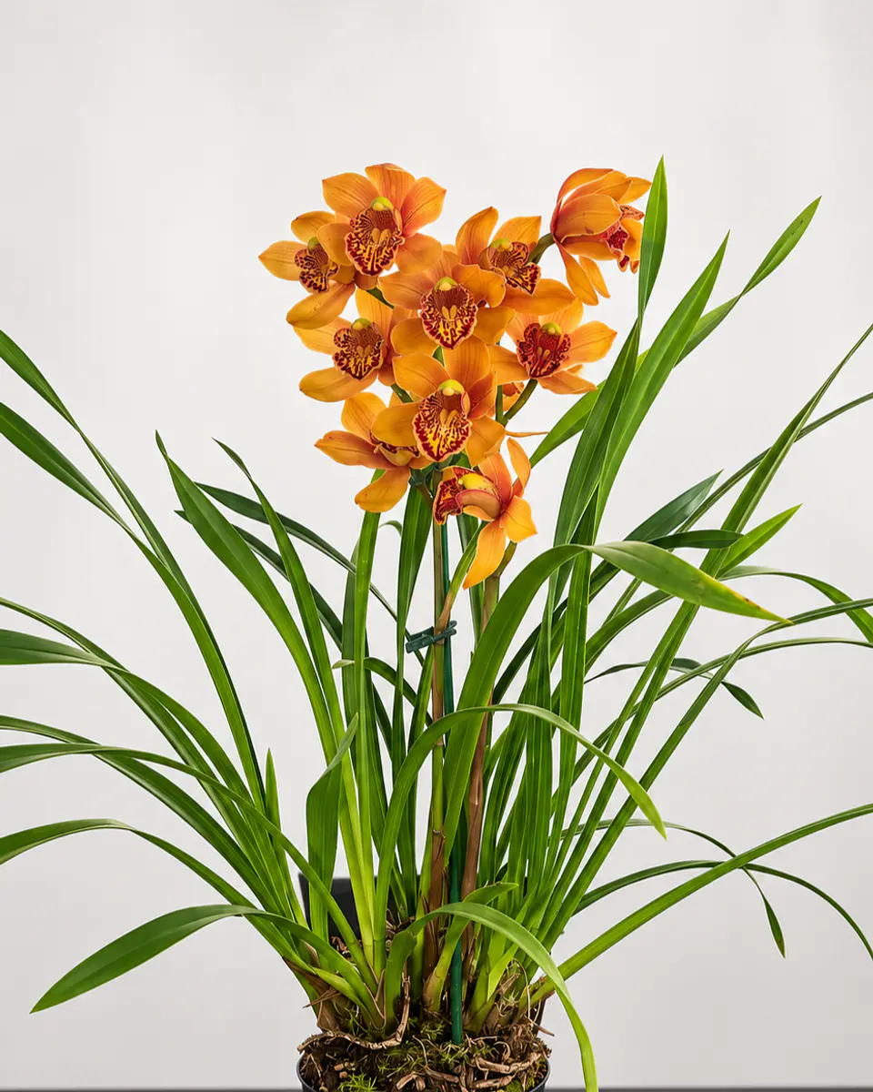 Orquídea Cymbidium Majolica – 2 Hastes 3
