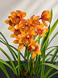 Orquídea Cymbidium Majolica – 2 Hastes - Thumbnail 2