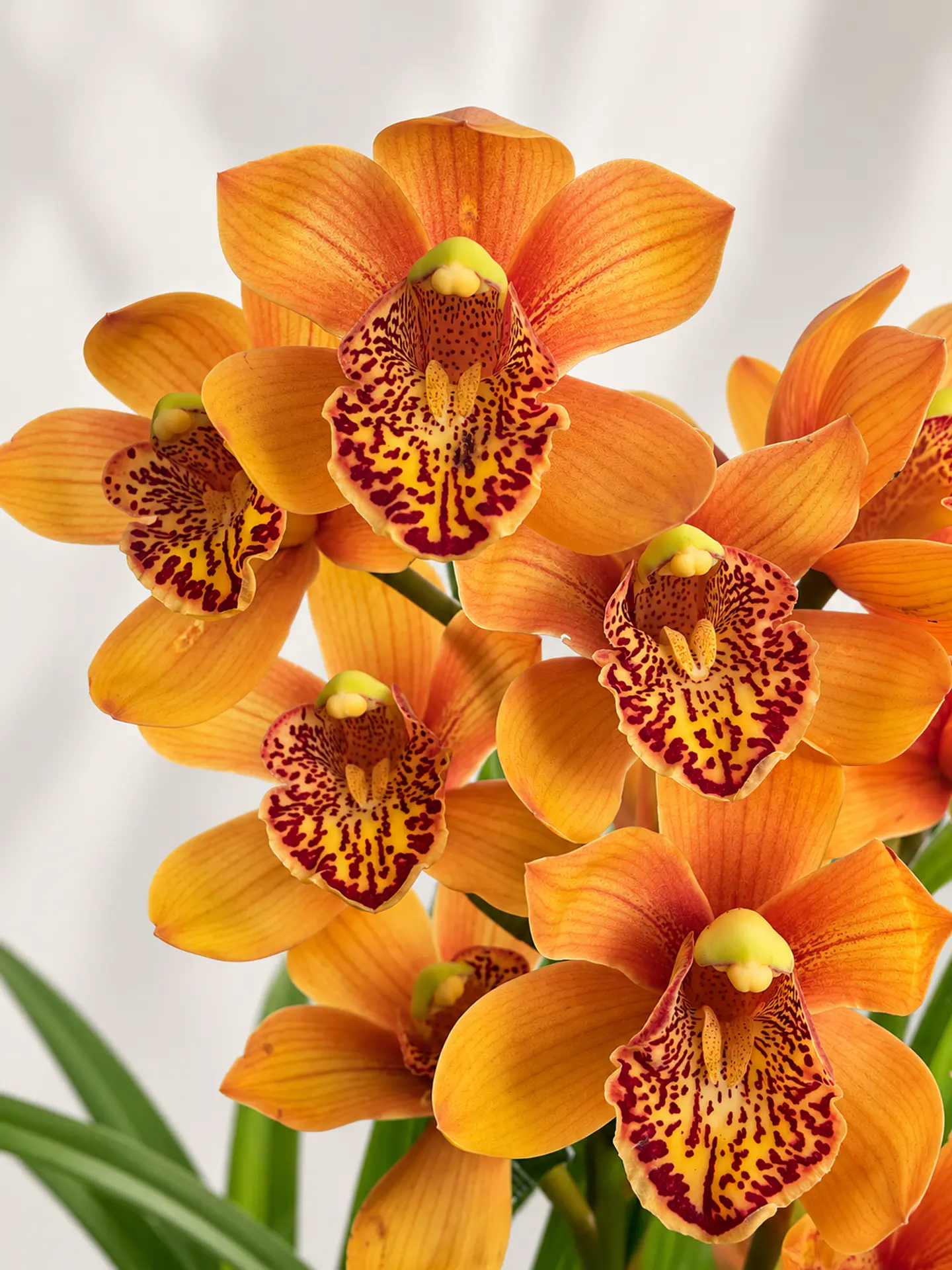Orquídea Cymbidium Majolica – 2 Hastes 1
