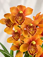 Orquídea Cymbidium Majolica – 2 Hastes - Thumbnail 1