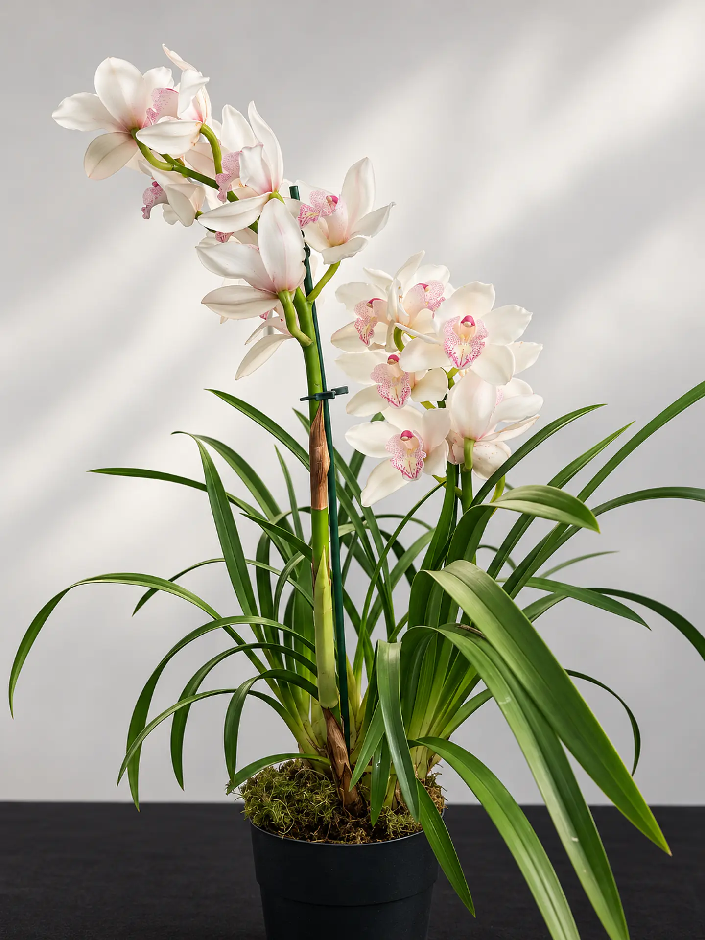 Orquídea Cymbidium Branca Pérola Rosa – 1 a 2 Hastes 3