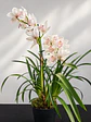 Orquídea Cymbidium Branca Pérola Rosa – 1 a 2 Hastes - Miniatura 3