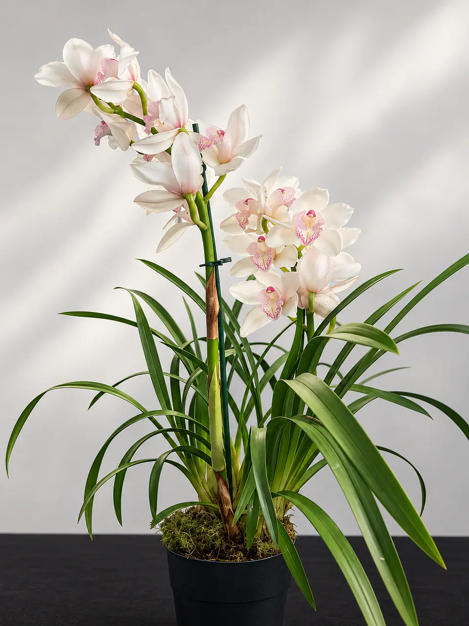 Orquídea Cymbidium Branca Pérola Rosa – 1 a 2 Hastes 3