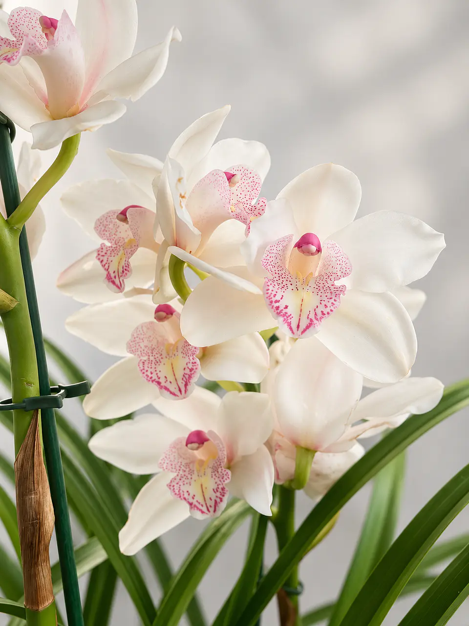 Orquídea Cymbidium Branca Pérola Rosa – 1 a 2 Hastes 1