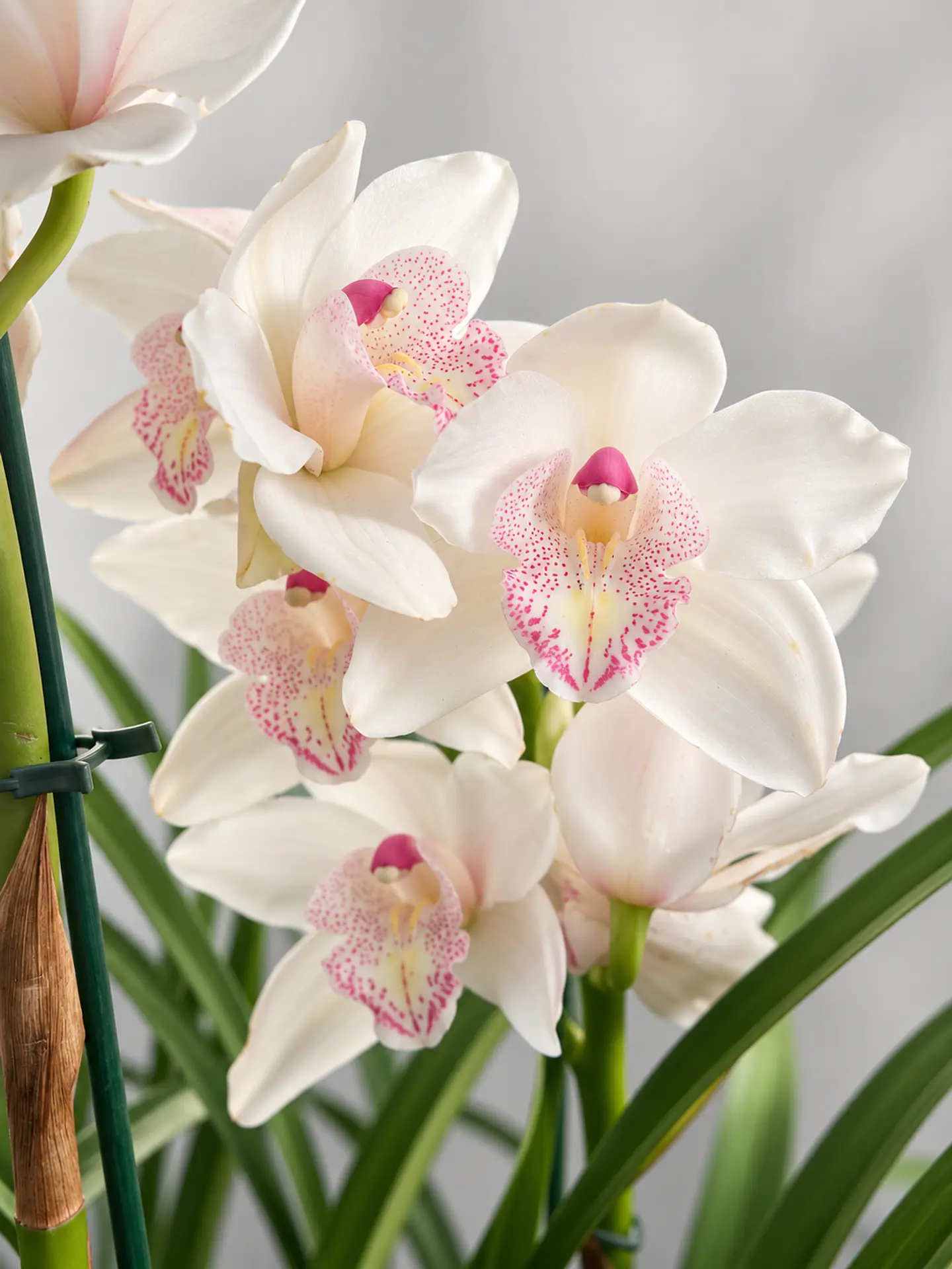 Orquídea Cymbidium Branca Pérola Rosa – 1 a 2 Hastes 2