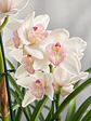Orquídea Cymbidium Branca Pérola Rosa – 1 a 2 Hastes - Miniatura 2