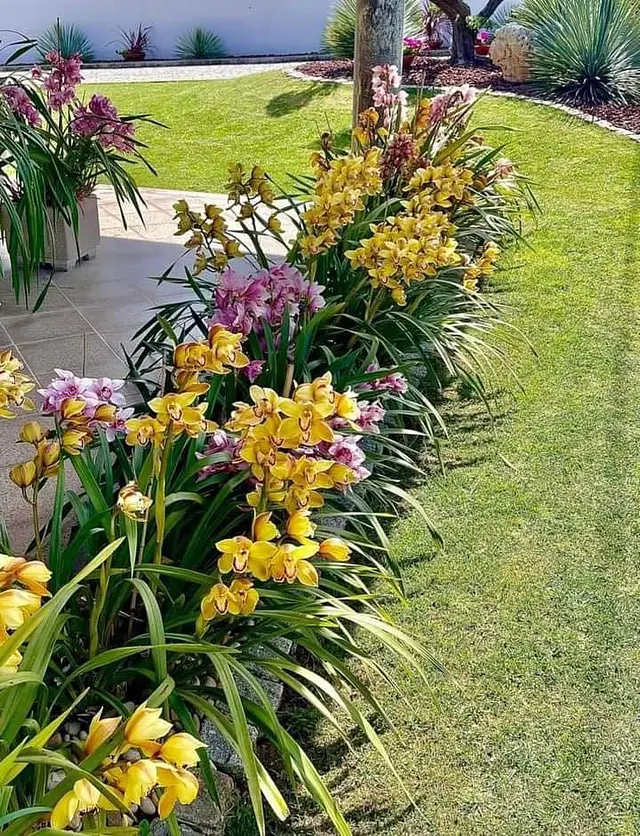 Orquídeas de coleção a 8.90€