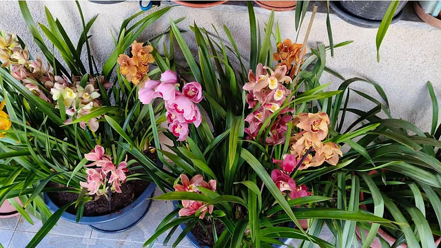 Orquídeas de coleção a 8.90€