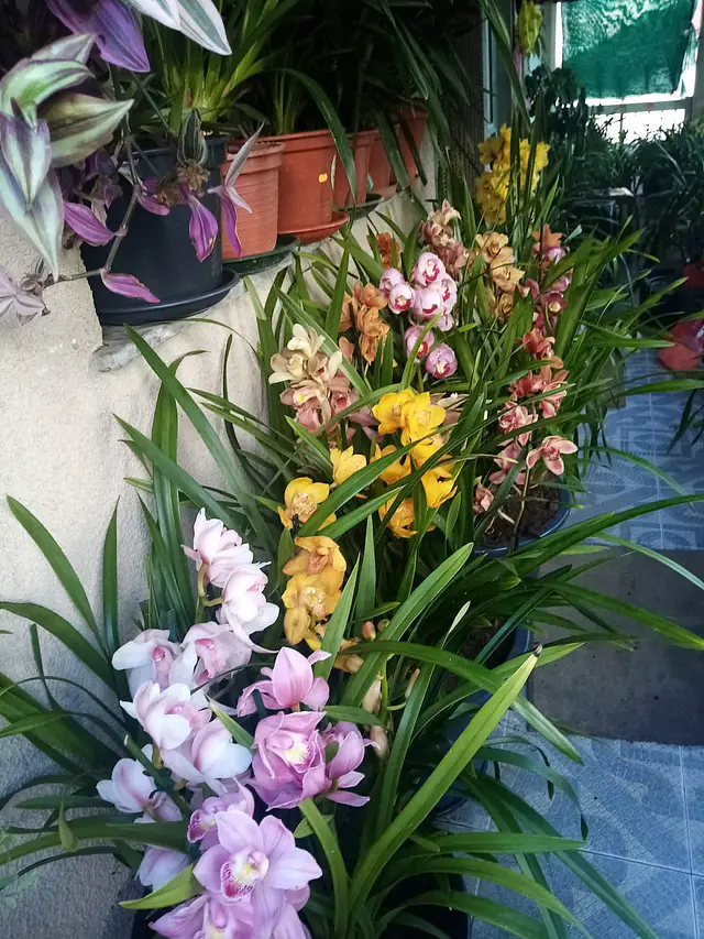 Orquídeas a 4.90€