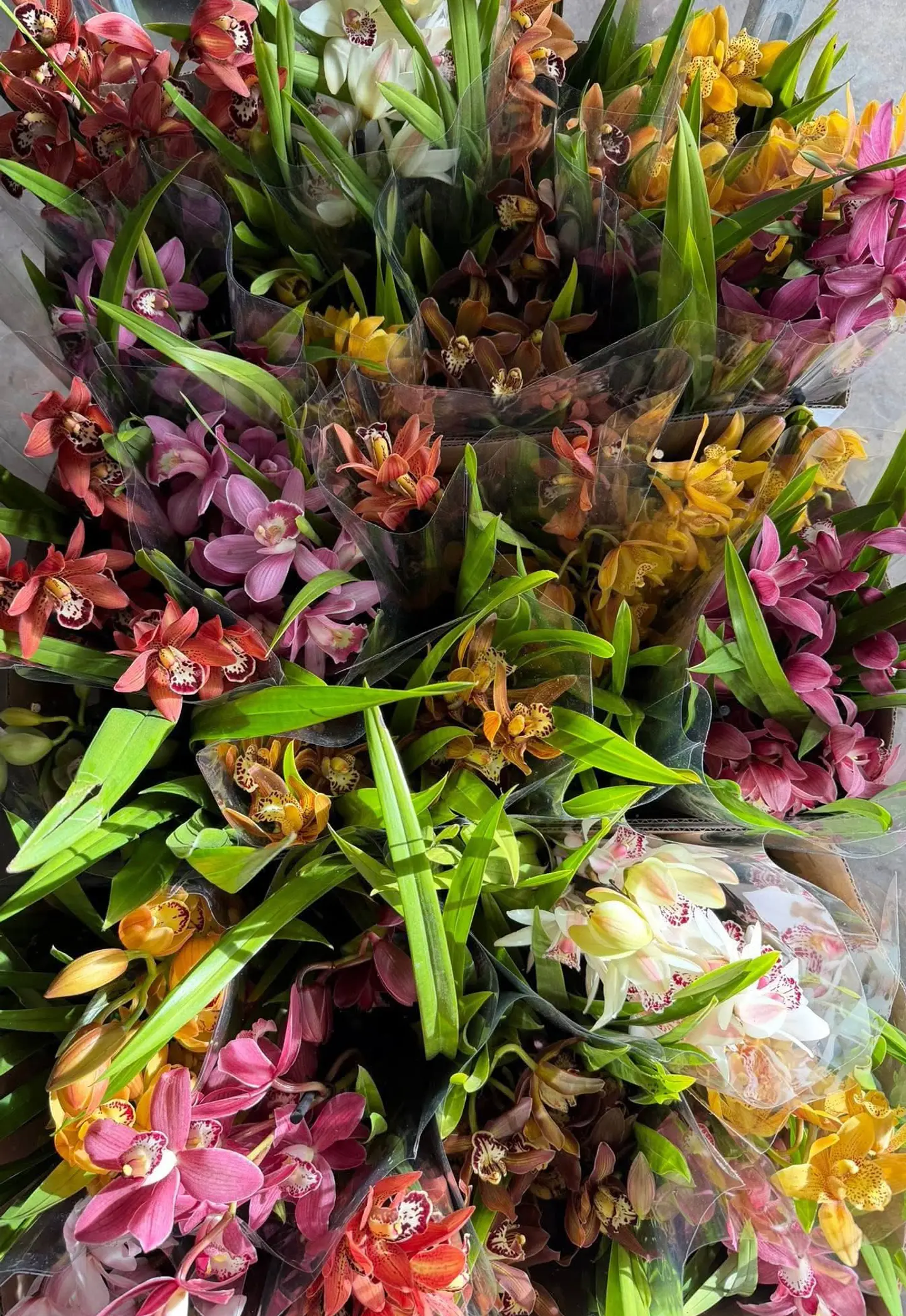 Loja Nº1 de Orquídeas em Portugal