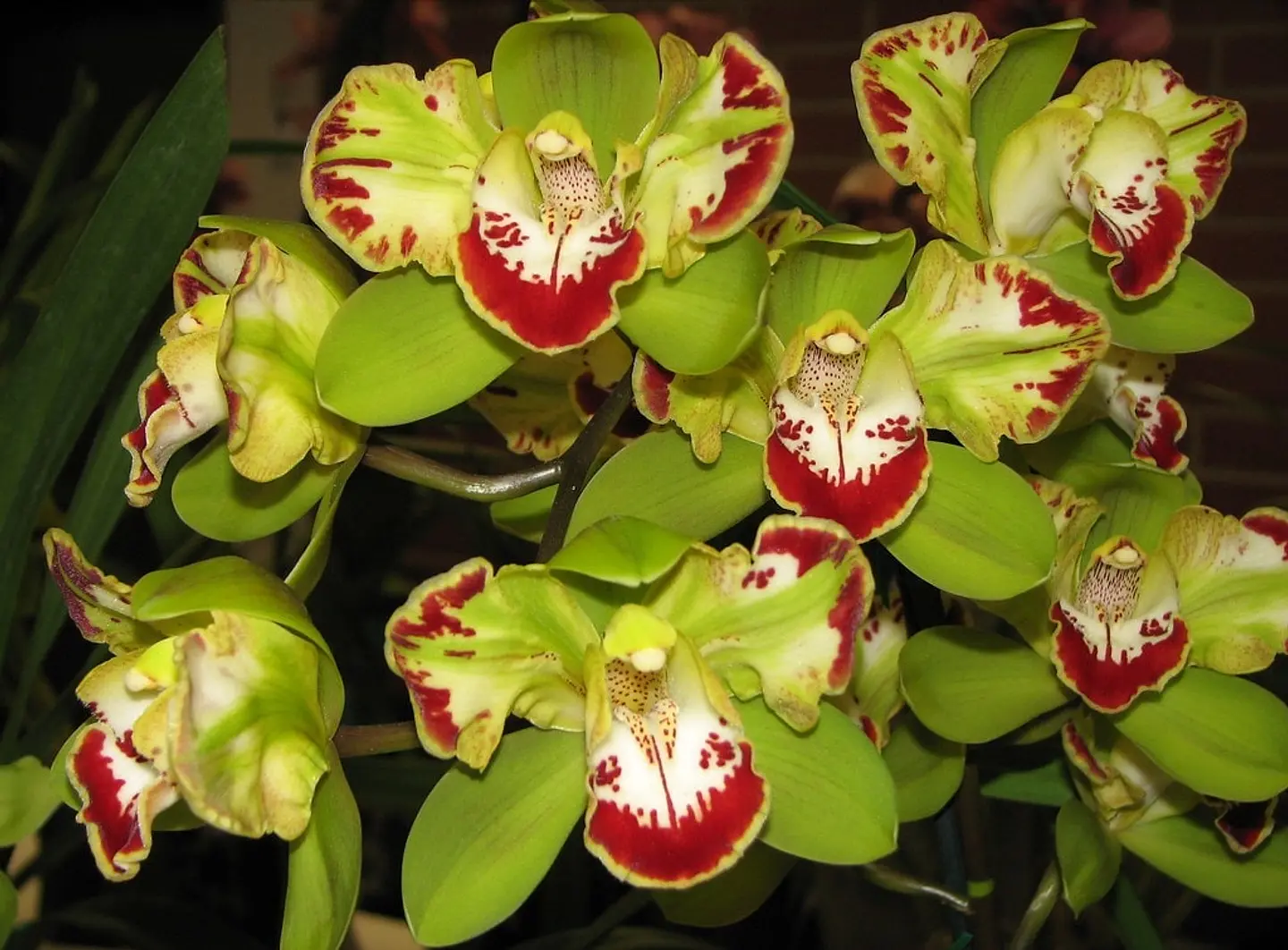 As Cymbidium mais procuradas