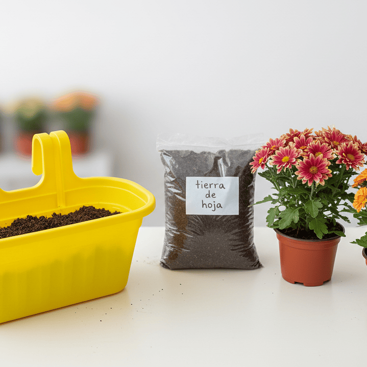 Pack Crisantemos: color y alegría en tu balcón 1