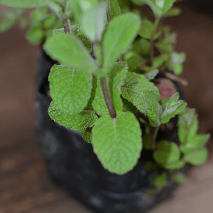 Menta Fresca - Aromática y Medicinal para tu Hogar 1