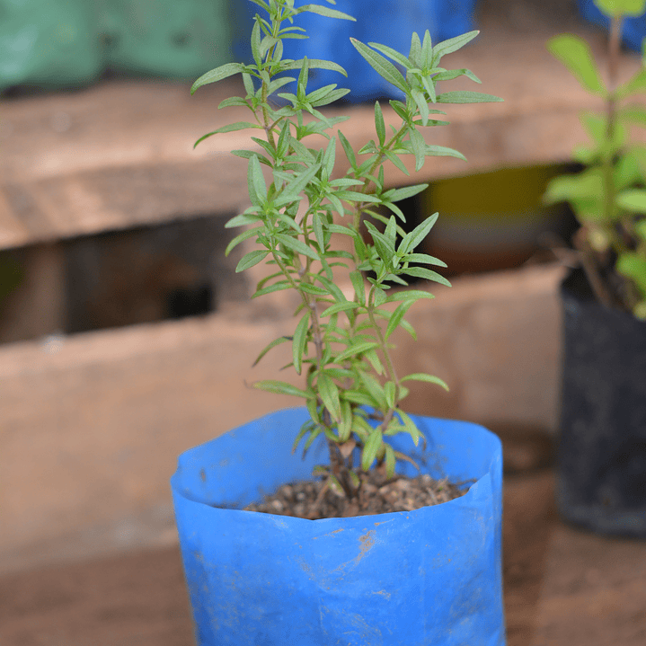 Fresco de Romero - El Tesoro Aromático del Mediterráneo 1