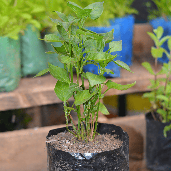 Albahaca Fresca - El Rey de las Hierbas Aromáticas 1