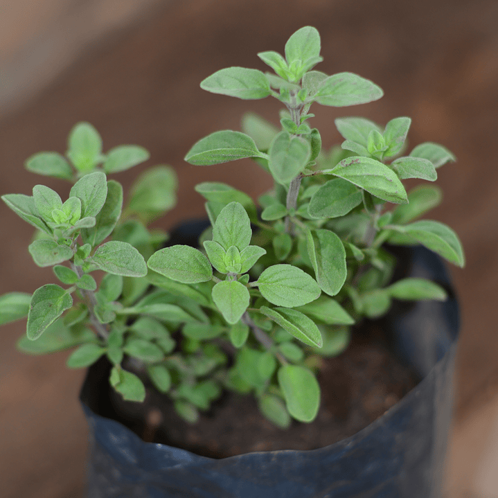 Orégano Fresco - El Sabor Auténtico del Mediterráneo 1