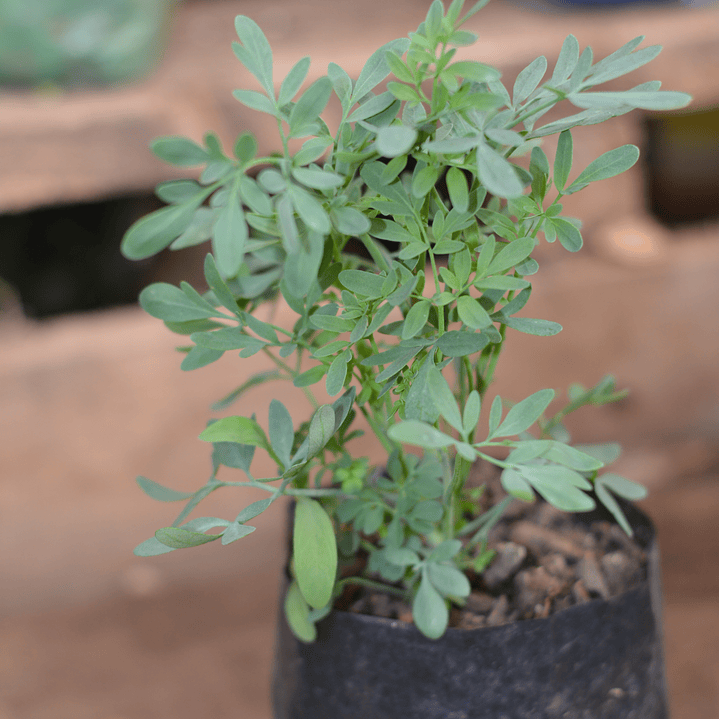 Ruda - La Planta Protectora con Historia Milenaria 1
