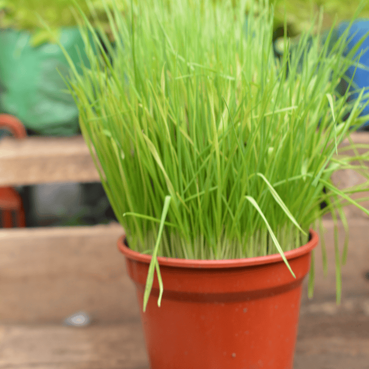 Hierba Gatuna - La Planta que Enloquece a los Felinos 1