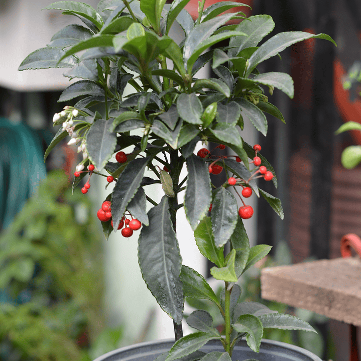 Solanum Ornamental - La Planta que Produce Frutos Decorativos Todo el Año 1