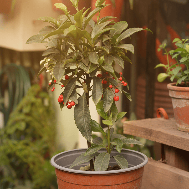 Solanum Ornamental - La Planta que Produce Frutos Decorativos Todo el Año 2