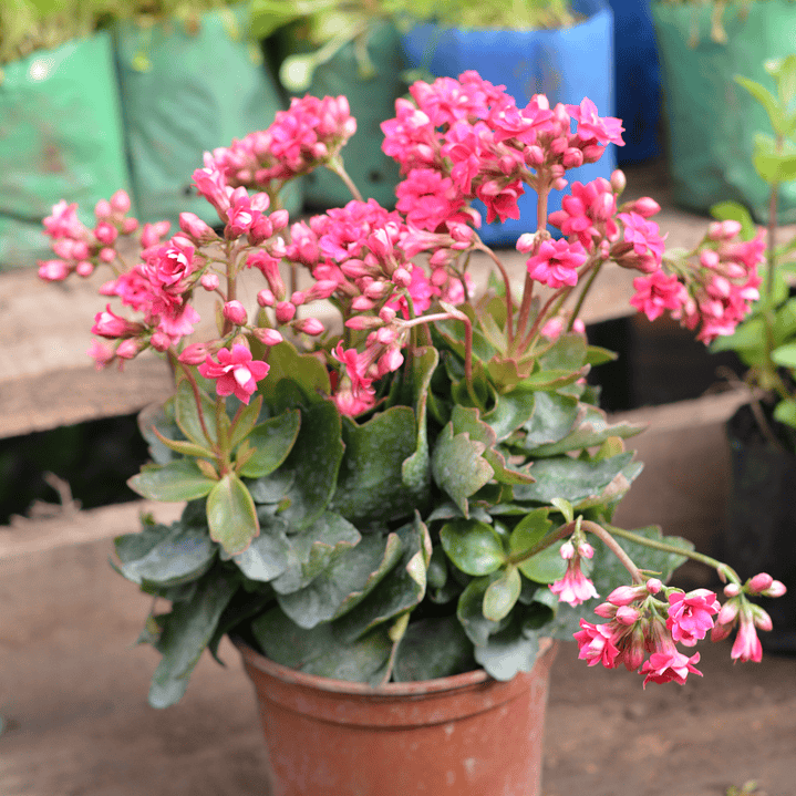 Kalanchoe - La Suculenta Floreciente que Trae Buena Suerte 1