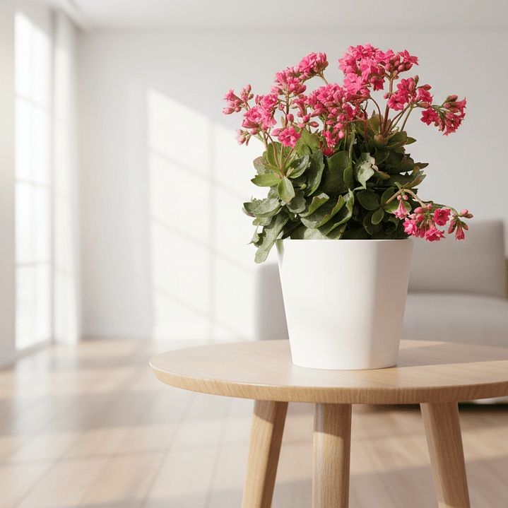 Kalanchoe - La Suculenta Floreciente que Trae Buena Suerte 2