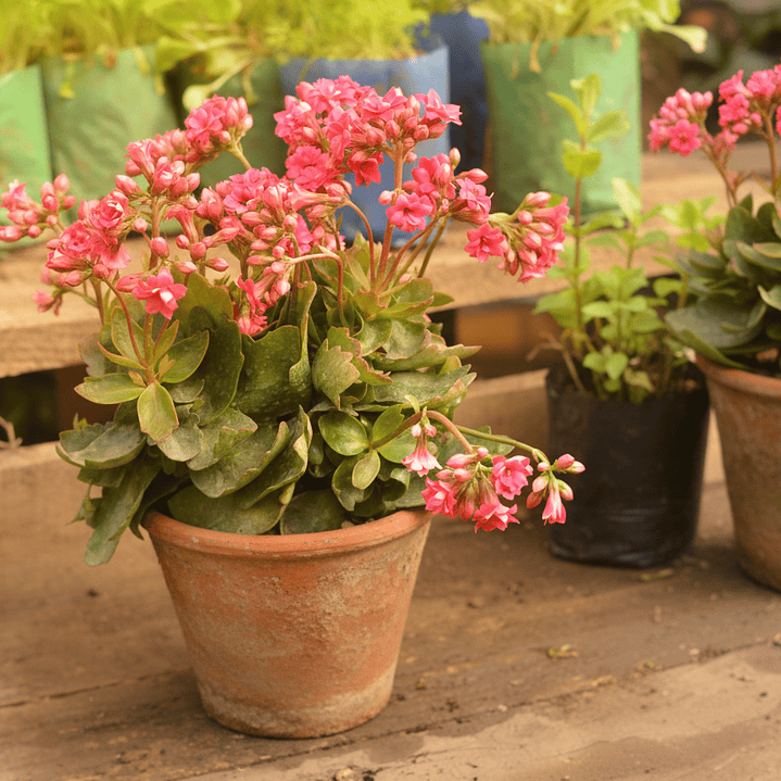 Kalanchoe - La Suculenta Floreciente que Trae Buena Suerte 3