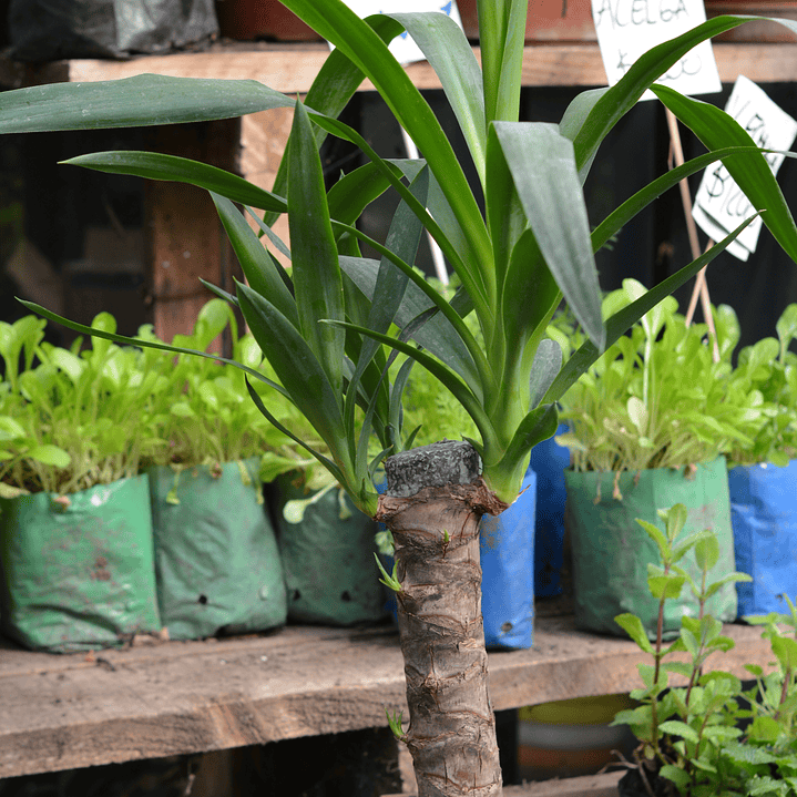 Dracaena Tronco del Brasil - La Planta de Interior Más Elegante y Resistente 1
