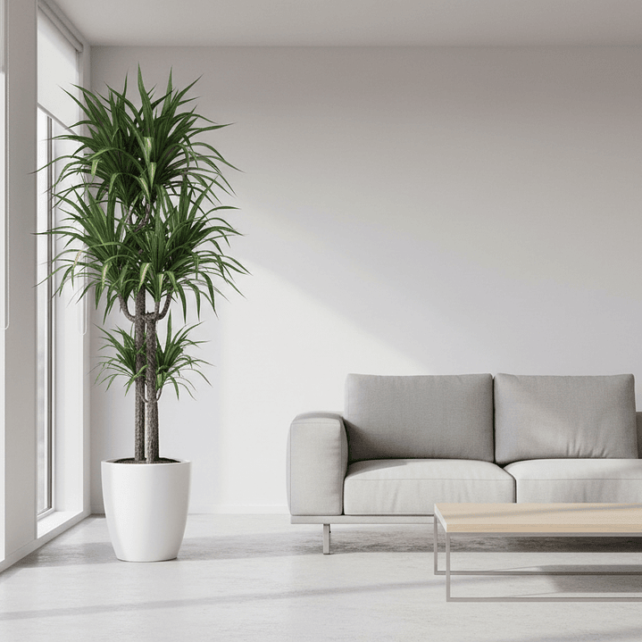 Dracaena Tronco del Brasil - La Planta de Interior Más Elegante y Resistente 3