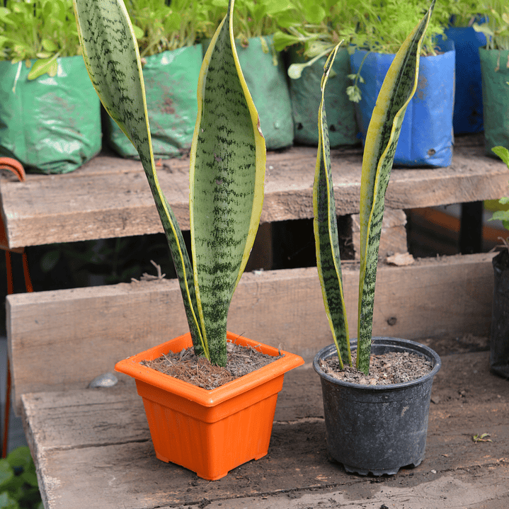 Sansevieria Lengua de Suegra 1
