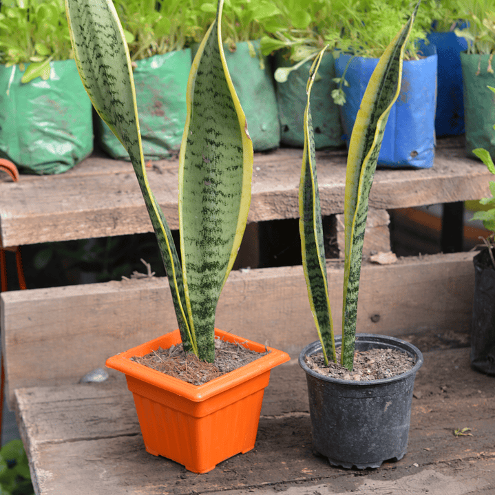 Sansevieria Lengua de Suegra 2