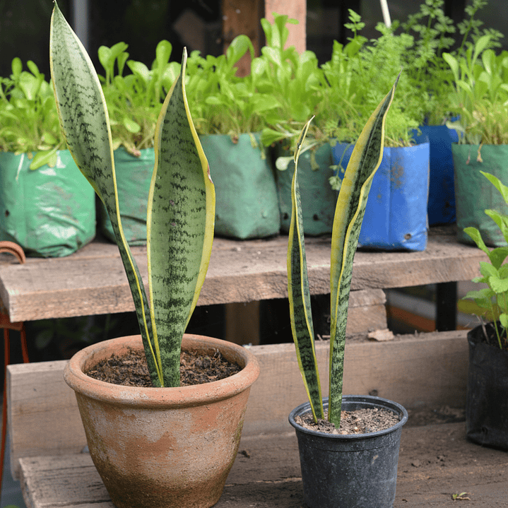 Sansevieria Lengua de Suegra 4