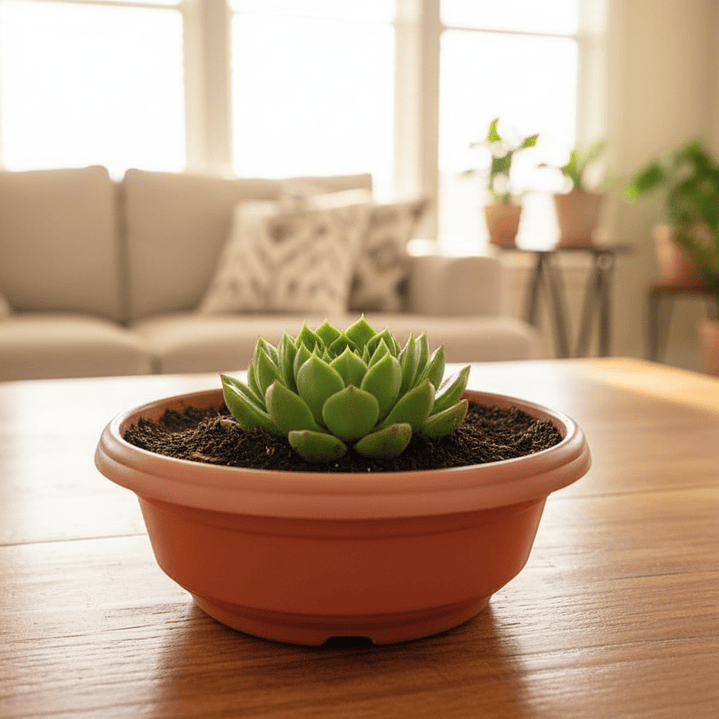 🏺 Maceta Redonda Terracota - Estilo Clásico 2