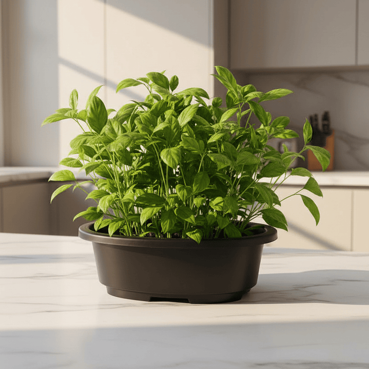 ⚫ Maceta Ovalada Negra - Elegancia Sofisticada 2