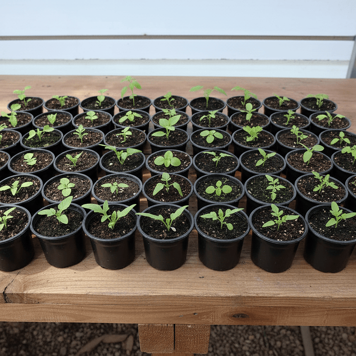 ⚫ Mini Maceta Negra Básica - Simplicidad Funcional 2