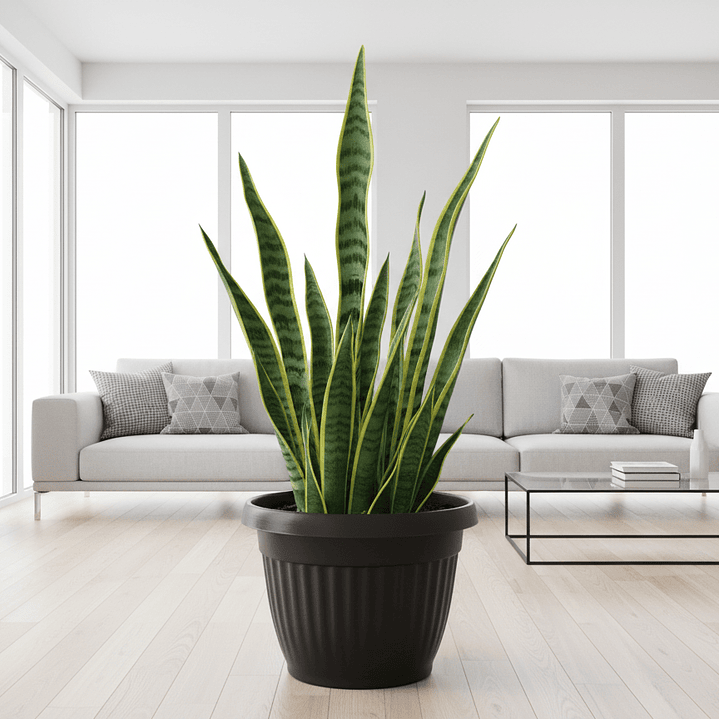 ⚫ Maceta Negra Acanalada Premium - Elegancia Moderna 2