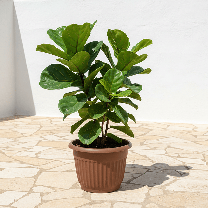 🤎 Maceta Terracota Acanalada Grande - Tradición Mediterránea 2