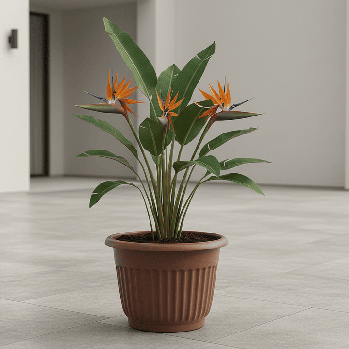 🤎 Maceta Terracota Acanalada Extra Grande - Majestuosidad Mediterránea 2