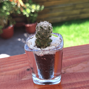 El recuerdo que florece con tus momentos más felices