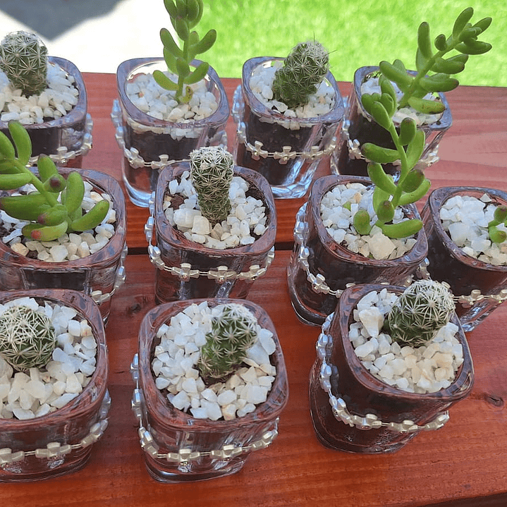 El recuerdo que florece con tus momentos más felices 6