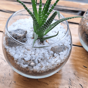 Un jardín en miniatura para regalar momentos eternos