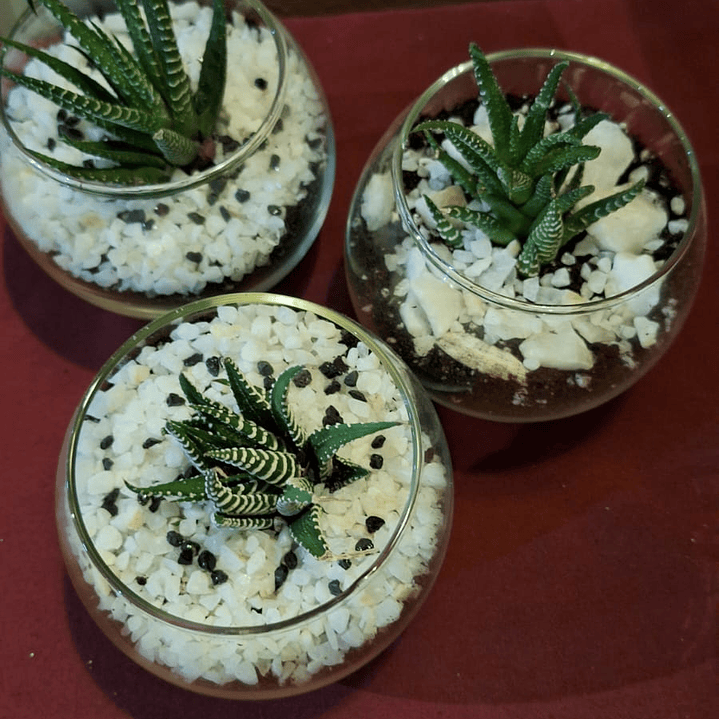 Un jardín en miniatura para regalar momentos eternos 2